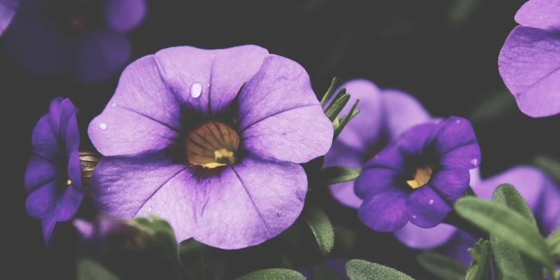 福建双兴宝8：装饰工程与建材供应的卓越整合者，打造高品质室内装饰空间