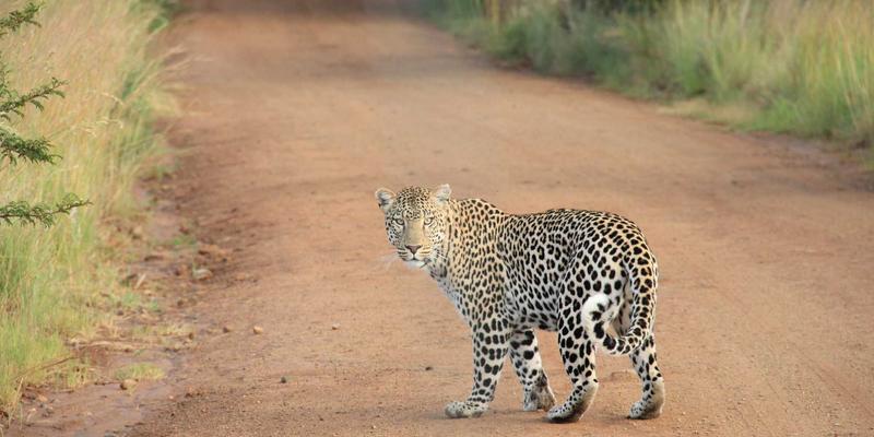 福建双兴宝新型饰面材料深度解析：仿石纹与木纹的质感、耐用性及环保性能对比